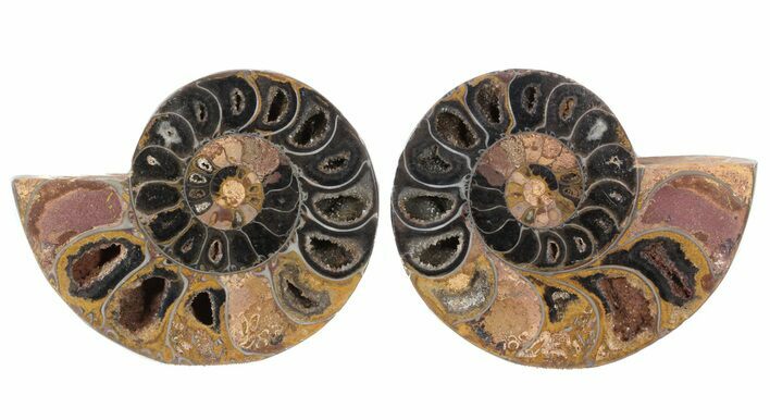 Split Black/Orange Ammonite Pair - Anapuzosia? #55737